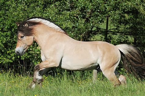 fjord - Animal Stock Photos - Kimballstock