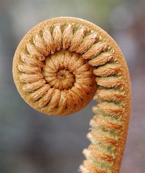 Pin on Spirals - Nature