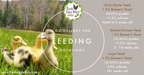 What Do Ducklings Eat? - Fresh Eggs Daily® with Lisa Steele