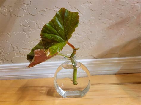 How to Propagate Begonia: Step-By-Step Guide (With Pictures)