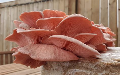 Growing Pink Oyster Mushrooms At Home (Easy Backyard Grow) - FreshCap Mushrooms