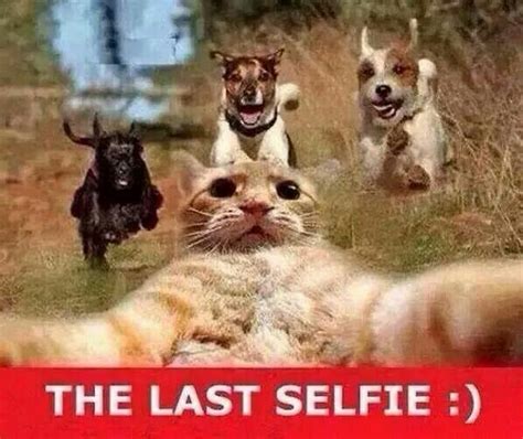 Dogs chasing a cat. Cat takes selfie | Funny animals, Funny animal pictures, Cute funny animals