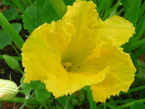 Male Flower of Squash | Nature Photo Gallery