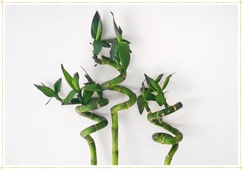 Lucky Bamboo Care Guide: Growing Tips + Facts - ProFlowers Blog