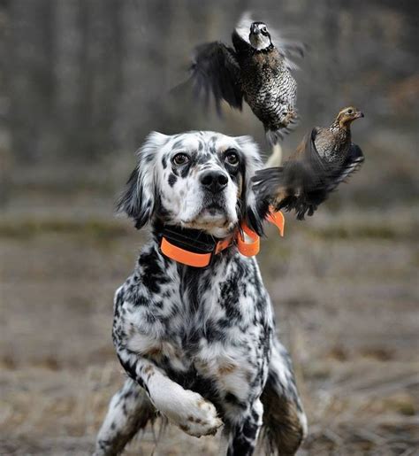 Pin by Laura on It's a..... lifestyle | Hunting dogs, Upland bird hunting, Bird dogs