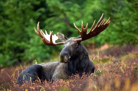 Antler vs Horn Comparison [What Are the Differences?] - World Deer