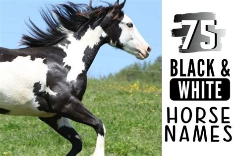 75 Excellent Names for Your Black & White Horse - Helpful Horse Hints