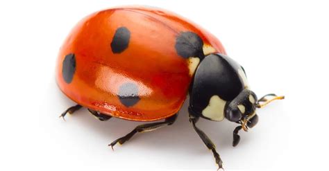 Ladybug Spirit Animal Symbolism & Meaning