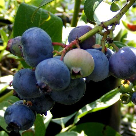 Chandler Blueberry | Blueberry Plants | Blueberry plant, Growing blueberries, Fall plants