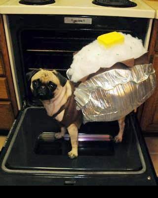 Baked Potato Dog Costume. the pug looks proud. I think it gets dressed up all the time. | Pugs ...