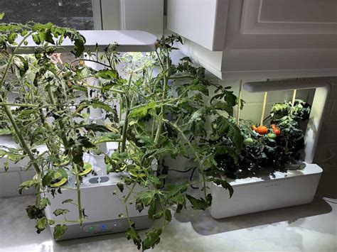 AeroGarden tomatoes Growing juicy tomatoes indoors year-roun