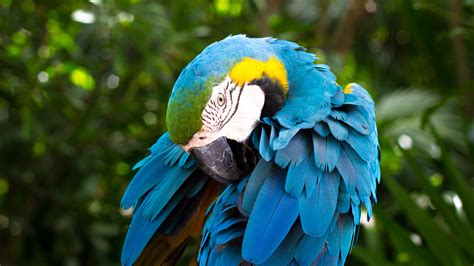 Parrot Wallpapers | HD Wallpapers | ID #25609