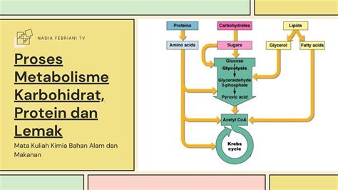 Pembahasan Singkat: Proses Metabolisme Karbohidrat, Protein, dan Lemak ...