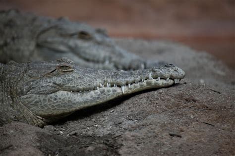 Orinoco Crocodile | ClipPix ETC: Educational Photos for Students and Teachers