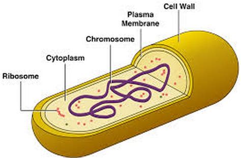 Ribosomes of Bacteria - EveryDay