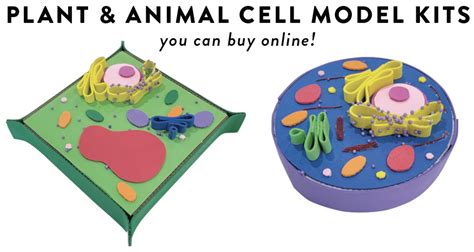 How to Create 3D Plant Cell and Animal Cell Models for Science Class ...