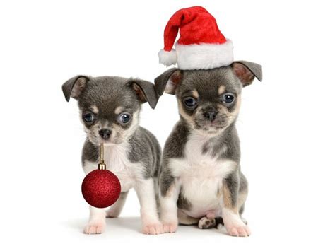 Christmas Day Chihuahua dogs photo and wallpaper. Beautiful Christmas ...