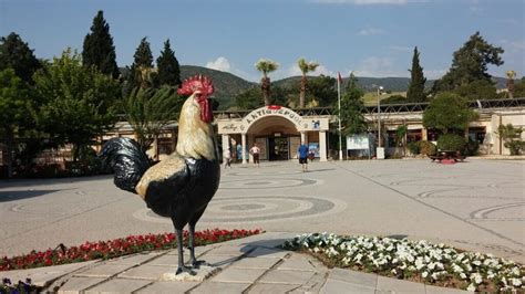 Rooster Statue, Symbol of Denizli