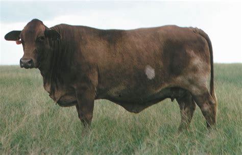 Beefmaster | breed of cattle | Britannica