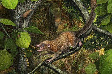 Oldest primate fossils indicate our ancestors walked with dinosaurs