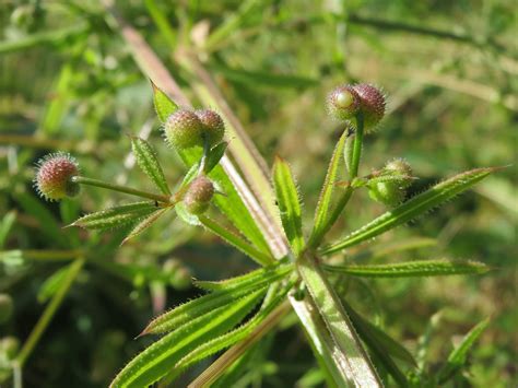 Cleavers Bedstraw, an Edible Weed with a Diverse History - Eat The Planet