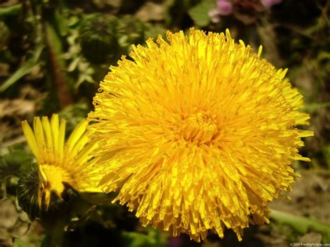 Bright Dandelion – FREEBigPictures.com