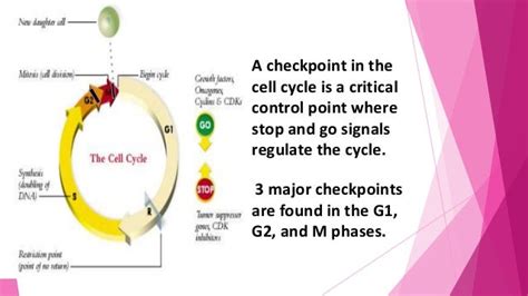 Cell cycle regulation ppt