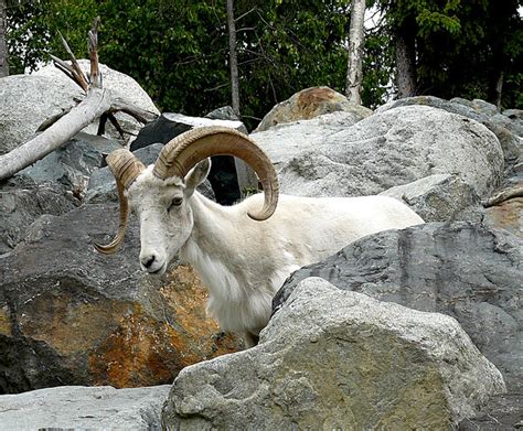 Dall Sheep at the Alaska Zoo. | Dall Sheep (Ovis dalli dalli… | Flickr