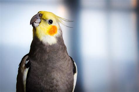 Cockatiels Birds For Sale