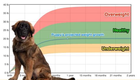 How Much Should My 5 Month Old Leonberger Puppy Weigh