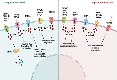 Frontiers | The role of endothelial TRP channels in age-related vascular cognitive impairment ...