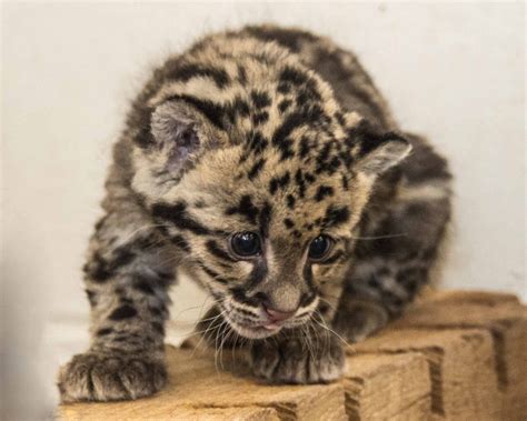 Smithsonian’s leopard cub siblings are healthy, growing | WTOP