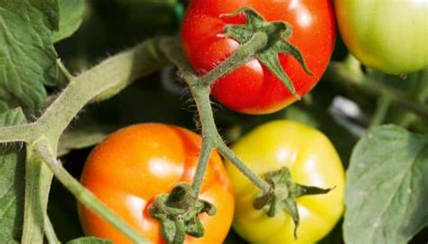 16 Best Indeterminate Tomato Varieties For Containers - The Scientific Gardener