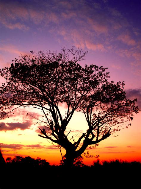 Free Images : landscape, tree, nature, horizon, branch, silhouette, cloud, sunrise, sunset ...
