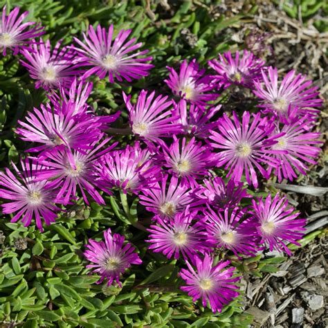 Ice Plant Ground Cover | OnePronic