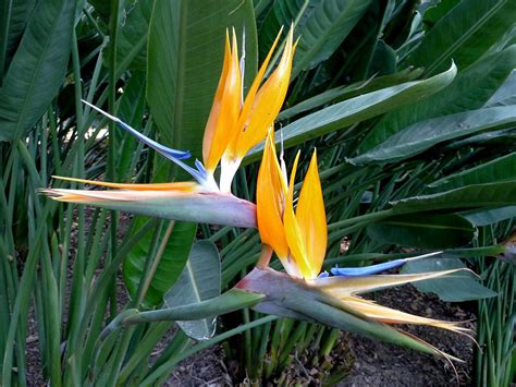 Bird of Paradise | Better Homes & Gardens