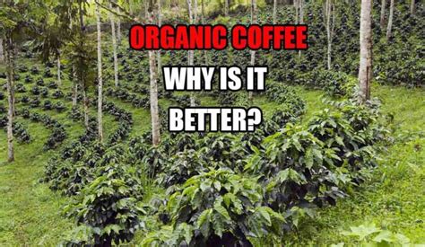 Top Organic Coffee Brands - Where To Buy Them - Coffee Brat