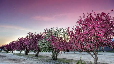 Download Pink Flower Tree-lined Spring Blossom Nature Tree HD Wallpaper