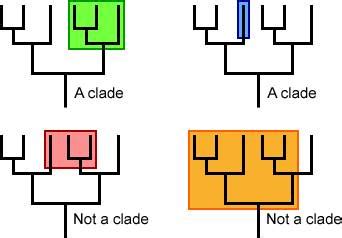 Cladistics: Introductions to Clades and Cladograms