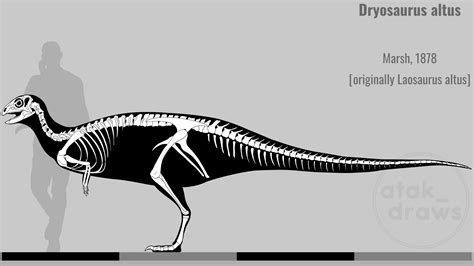 My newest Dryosaurus altus skeletal : r/Paleontology