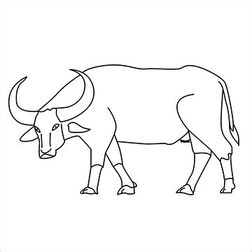 Buffalo Animal Drawing