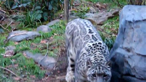 Snow Leopard in Central Park Zoo, NY - YouTube