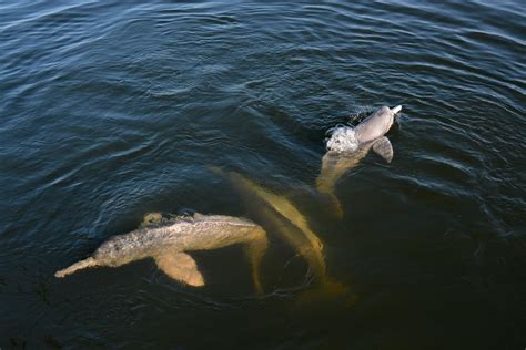 Amazon river dolphin - River Dolphins