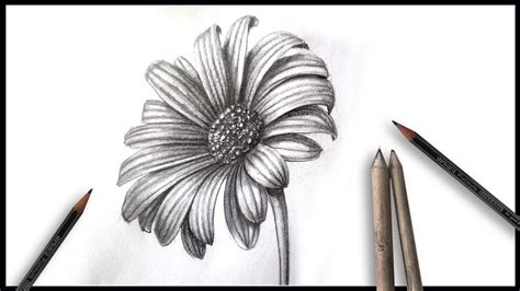 Realistic flower drawing tutorial how to draw daisy flower drawing step by step - YouTube