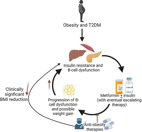 Frontiers | Anti-obesity pharmacotherapy for treatment of pediatric ...