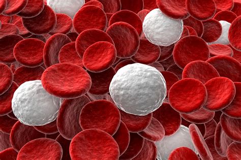 Scientists discover four new types of blood cells - Earth.com