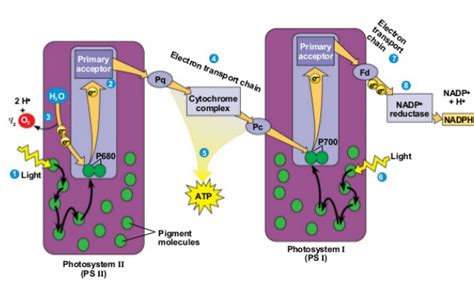 The Light Reactions - Photosynthesis