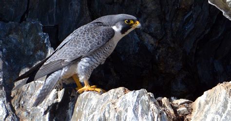 Vermont cliffs reopen to hikers, climbers after falcon nesting ends