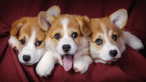 Welsh corgi, puppies, dogs Laptop Full, Animals, , and Background, HD ...