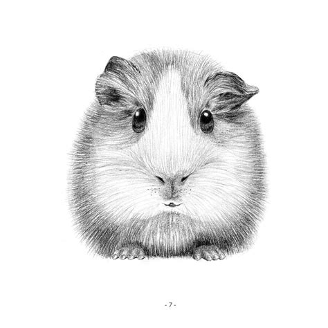 How To Draw A Cute Guinea Pig at How To Draw